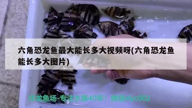 六角恐龍魚魚缸多大尺寸合適呢：六角恐龍魚缸尺寸對六角恐龍的健康生長至關重要