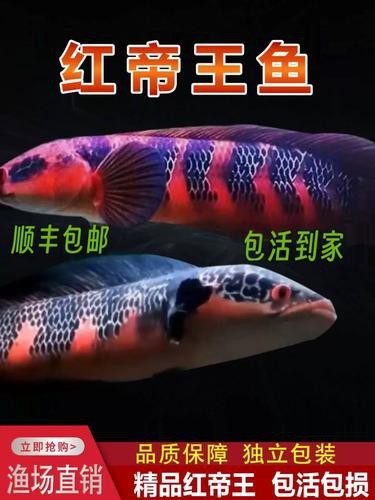 紅帝王黑魔神雷龍魚怎么養才好看圖片