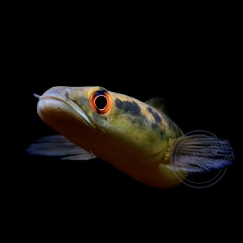紅帝王黑魔神雷龍魚怎么養才好看圖片