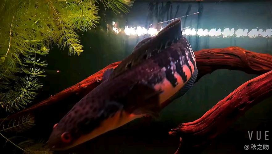 紅帝王黑魔神雷龍魚怎么養才好看圖片