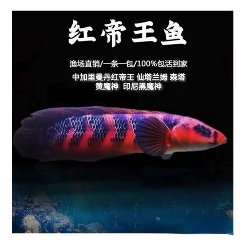 紅帝王黑魔神雷龍魚怎么養才好看圖片