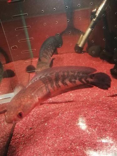 紅帝王黑魔神雷龍魚怎么養才好看圖片