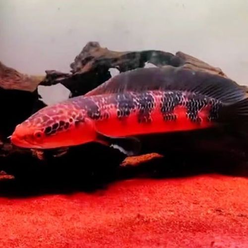 紅帝王黑魔神雷龍魚怎么養才好看圖片
