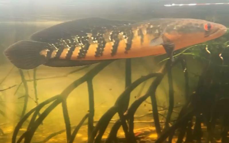 紅帝王黑魔神雷龍魚怎么養才好看圖片