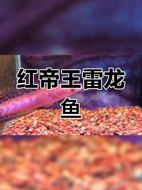 紅帝王黑魔神雷龍魚怎么養才好看圖片