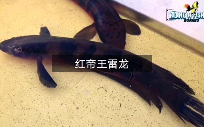 紅帝王黑魔神雷龍魚怎么養才好看圖片