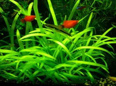魚缸spiral在哪里可以看：小米官網魚缸spiral用戶評價匯總魚缸spiral價格對比分析 魚缸spiral在哪里可以看：小米官網魚缸spiral用戶評價匯總魚缸spiral價格對比分析 魚缸百科 第3張