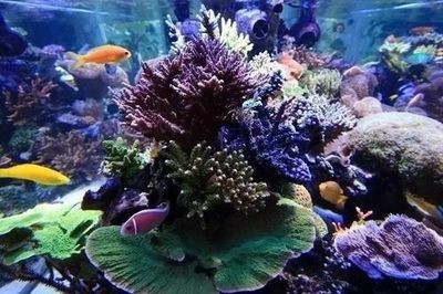 魚缸spiral在哪里可以看：小米官網魚缸spiral用戶評價匯總魚缸spiral價格對比分析 魚缸spiral在哪里可以看：小米官網魚缸spiral用戶評價匯總魚缸spiral價格對比分析 魚缸百科 第2張