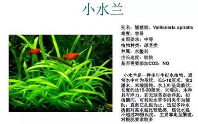 魚缸spiral在哪里可以看：小米官網魚缸spiral用戶評價匯總魚缸spiral價格對比分析 魚缸spiral在哪里可以看：小米官網魚缸spiral用戶評價匯總魚缸spiral價格對比分析 魚缸百科 第5張