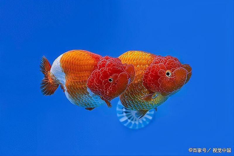 龍晴魚適合新手嗎？ 龍晴魚適合新手嗎？ 龍魚論壇 第1張
