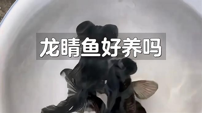 龍晴魚適合新手嗎？ 龍晴魚適合新手嗎？ 龍魚論壇 第11張