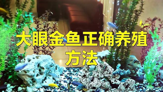 龍晴魚適合新手嗎？ 龍晴魚適合新手嗎？ 龍魚論壇 第8張