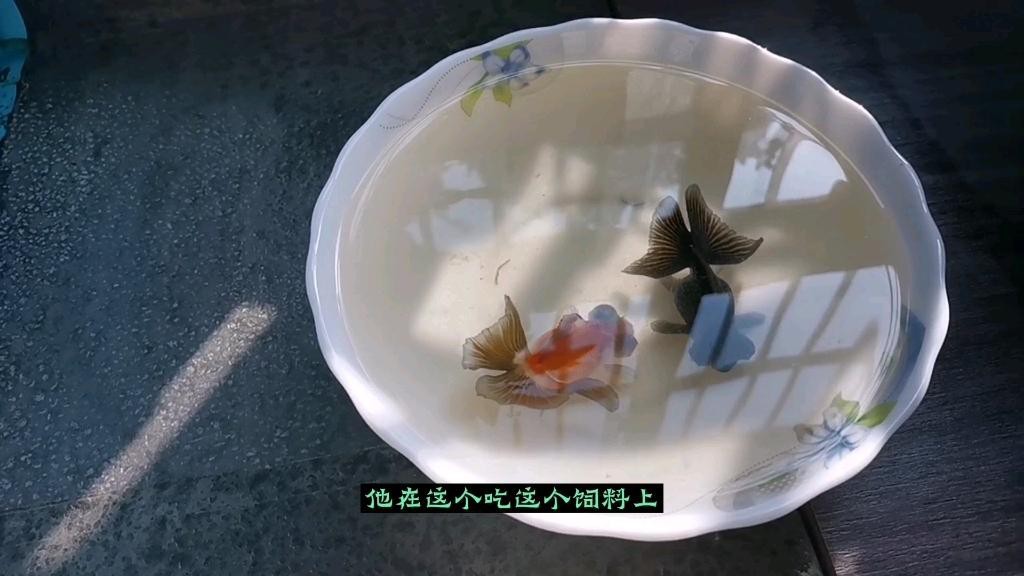 龍晴魚適合新手嗎？ 龍晴魚適合新手嗎？ 龍魚論壇 第7張