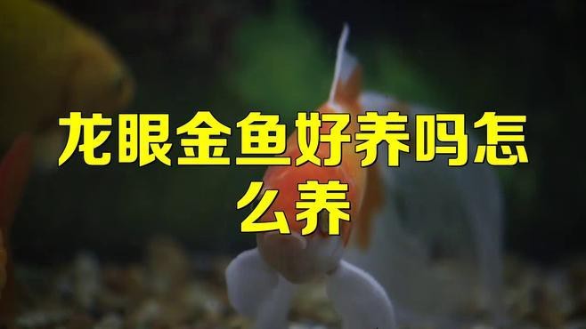 龍晴魚適合新手嗎？ 龍晴魚適合新手嗎？ 龍魚論壇 第6張