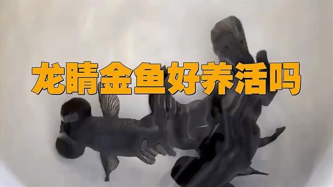 龍晴魚適合新手嗎？ 龍晴魚適合新手嗎？ 龍魚論壇 第5張