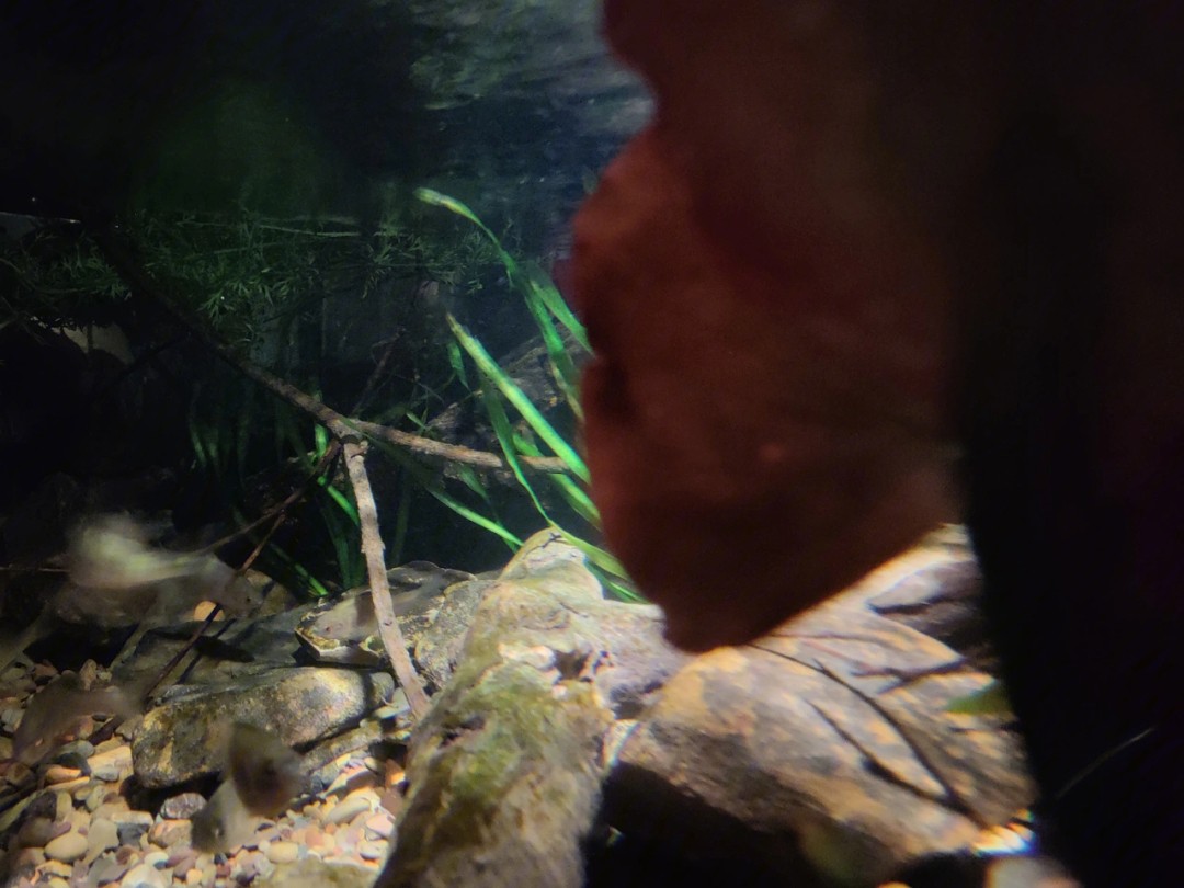 紅龍魚活多久就死了（紅龍魚活多久就死了呢）