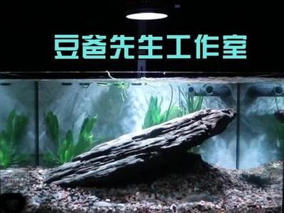 紅龍魚活多久就死了（紅龍魚活多久就死了呢）