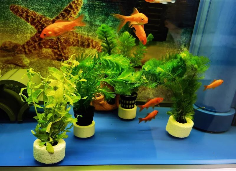 順豐寄活魚需要什么條件 順豐寄活魚需要什么條件 龍魚論壇 第10張