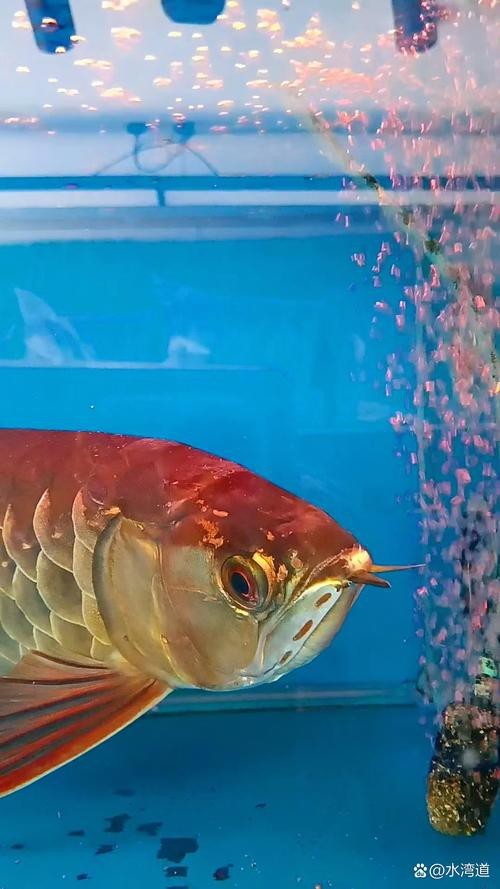 有沒有更多金龍魚魚缸的圖片？
