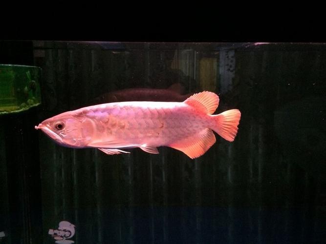 有沒有更多金龍魚魚缸的圖片？