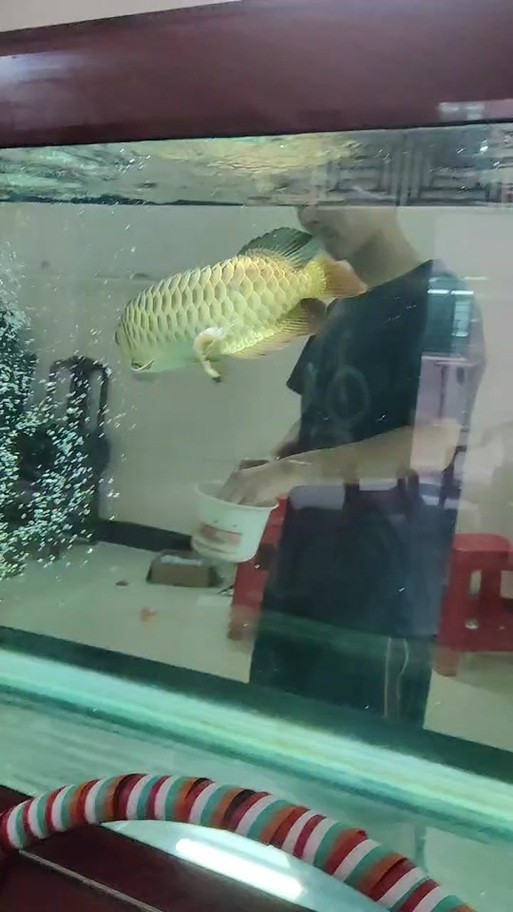 有沒有更多金龍魚魚缸的圖片？