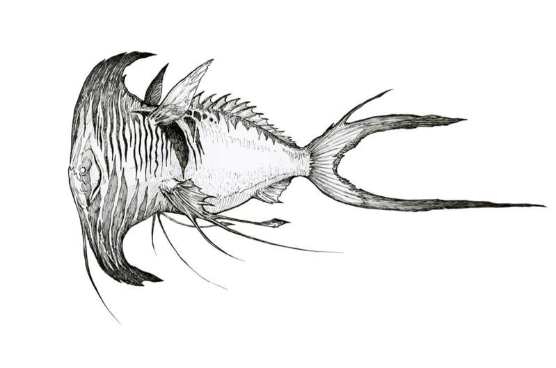 淡水虎紋魚(yú)