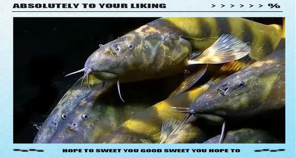 淡水虎紋魚(yú)