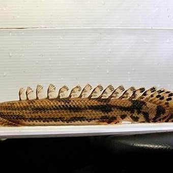 淡水虎紋魚