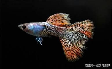 海水魚養(yǎng)護(hù)入門指南對(duì)于想要養(yǎng)海水魚的新手來(lái)說(shuō)需要了解的因素：養(yǎng)海魚缸是否好養(yǎng)取決于多個(gè)因素