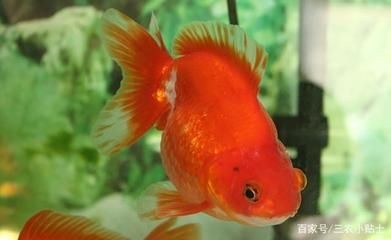 海水魚養(yǎng)護(hù)入門指南對(duì)于想要養(yǎng)海水魚的新手來(lái)說(shuō)需要了解的因素：養(yǎng)海魚缸是否好養(yǎng)取決于多個(gè)因素