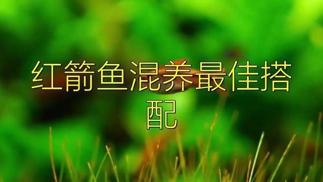 紅箭魚可以和什么魚混養 紅箭魚可以和什么魚混養 龍魚論壇 第3張