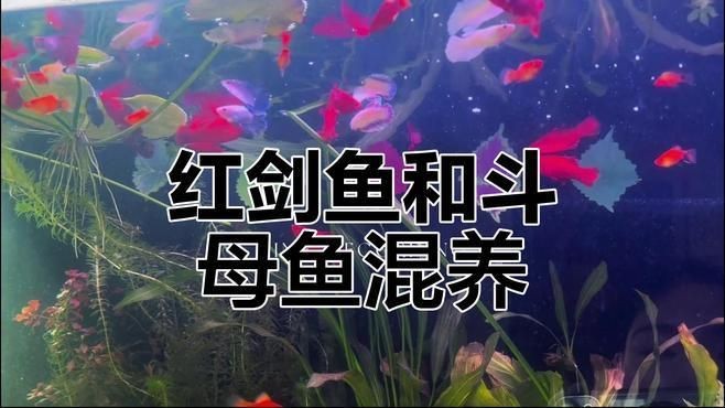 紅箭魚可以和什么魚混養 紅箭魚可以和什么魚混養 龍魚論壇 第6張