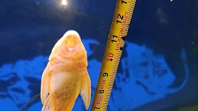 紅箭魚可以和什么魚混養 紅箭魚可以和什么魚混養 龍魚論壇 第5張