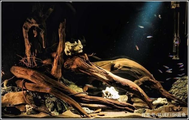 迪慶藏族自治州龍魚魚缸養殖基地：探秘迪慶藏族自治州，龍魚魚缸的獨特魅力與文化交融
