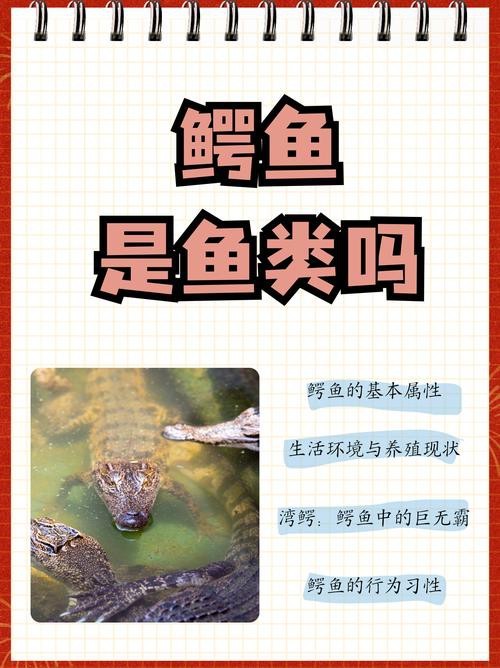 鱷魚圖片