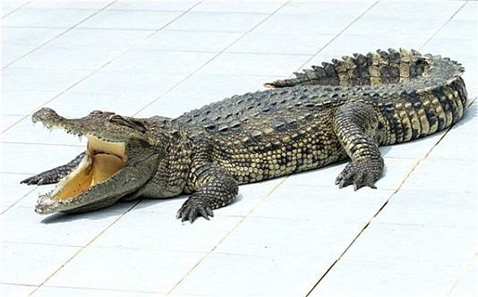 鱷魚圖片