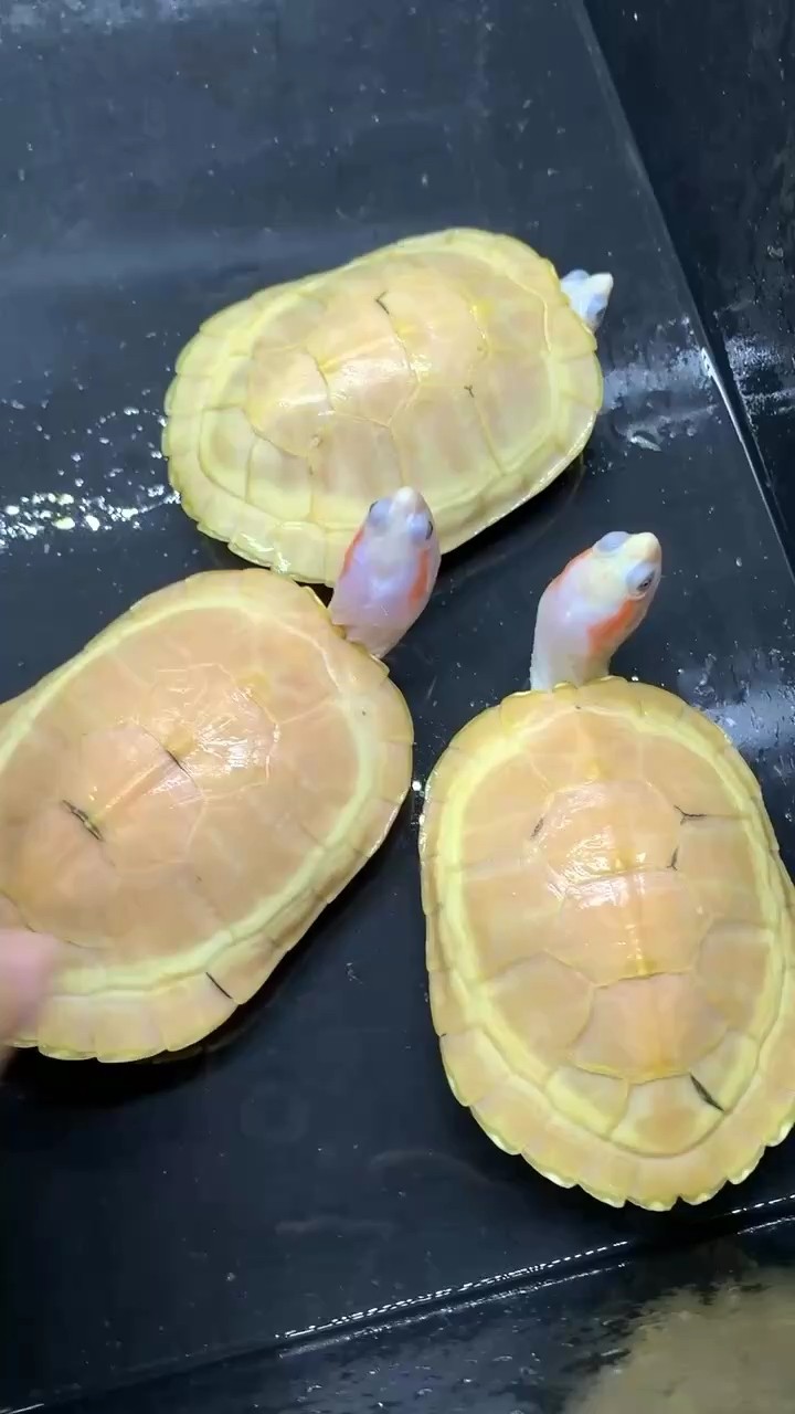 黃化果凍公，3個尾巴磨尾尖，不影響留種，