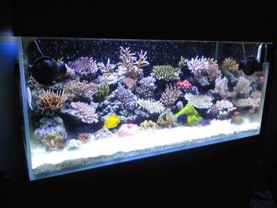 生態魚缸水泵安裝方法（生態魚缸水泵安裝方法能夠確保魚類的健康和水質的清潔）