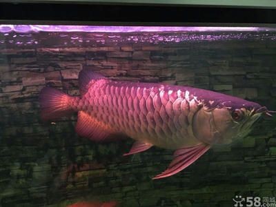 龍魚正常水溫多少度適宜釣：龍魚生長的適宜水溫是多少？