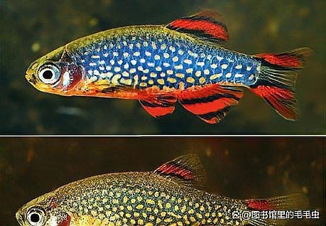 斑馬魚怎么分公母圖解