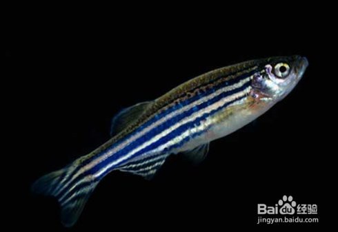 斑馬魚怎么分公母圖解