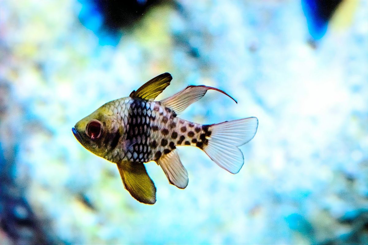 斑馬魚怎么分公母圖解