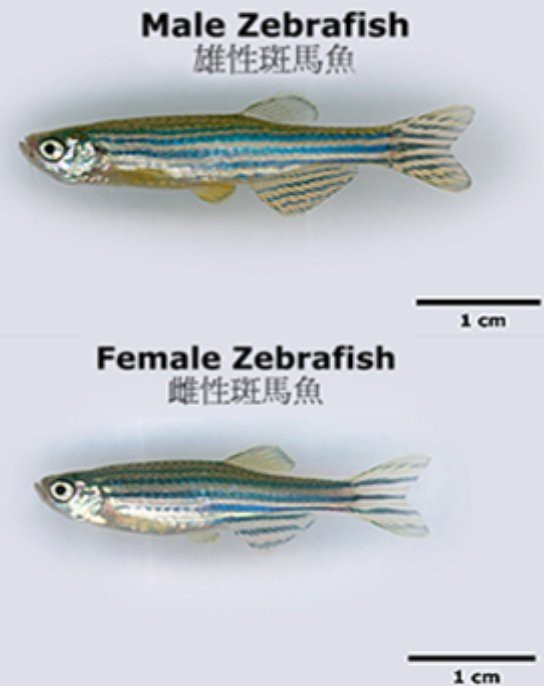斑馬魚怎么分公母圖解