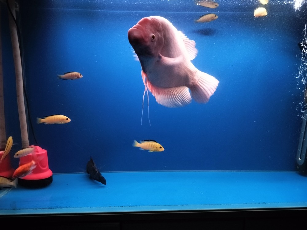 干凈的魚缸感覺就是好