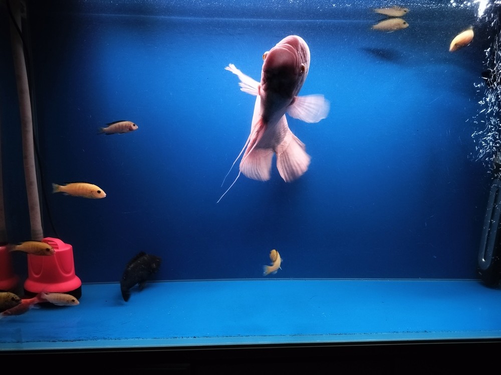 龍魚價(jià)格何時(shí)會(huì)再次上漲，養(yǎng)殖成本上升和市場(chǎng)供需變化，龍魚價(jià)格何時(shí)會(huì)上漲