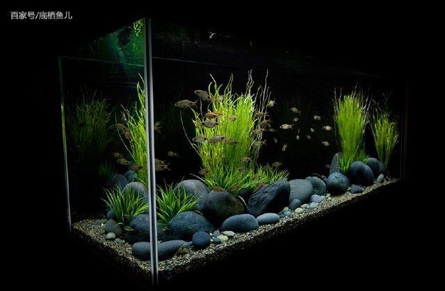 魚缸造景圖片大全風(fēng)格