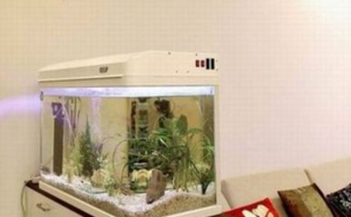如何在魚缸中養(yǎng)活黑魚：養(yǎng)活黑魚的具體步驟和注意事項