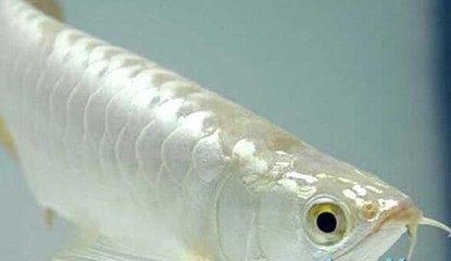 龍魚喂養顆粒飼料怎么喂的好些：喂養龍魚顆粒飼料時，有一些技巧可以幫助你更好地喂養你的龍魚