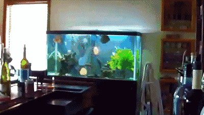 定制的魚缸會爆缸嗎養魚缸注意事項：20篇定制魚缸安全性定制魚缸安全性定制魚缸會爆缸嗎