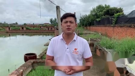 虎紋蛋龜和巨頭蛋龜區(qū)別